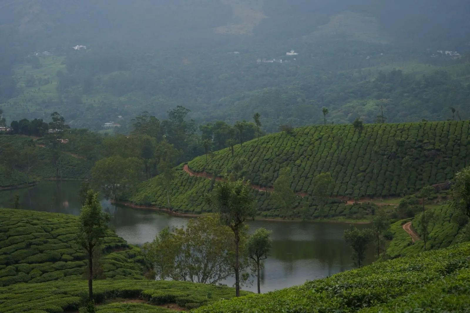 Tea estates and lake, Munnar