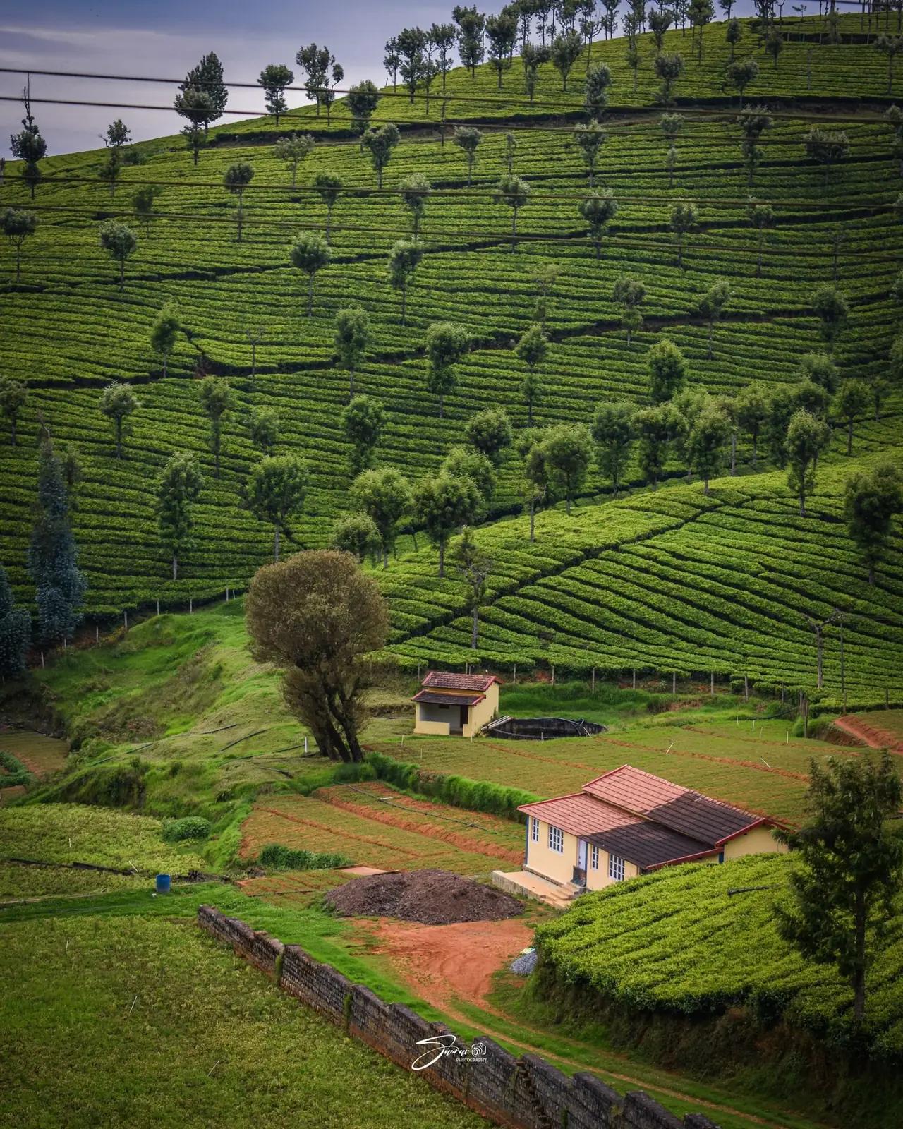 Tea fields, Ooty