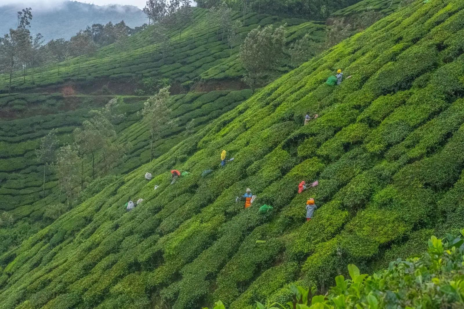 Tea pickers in the hills