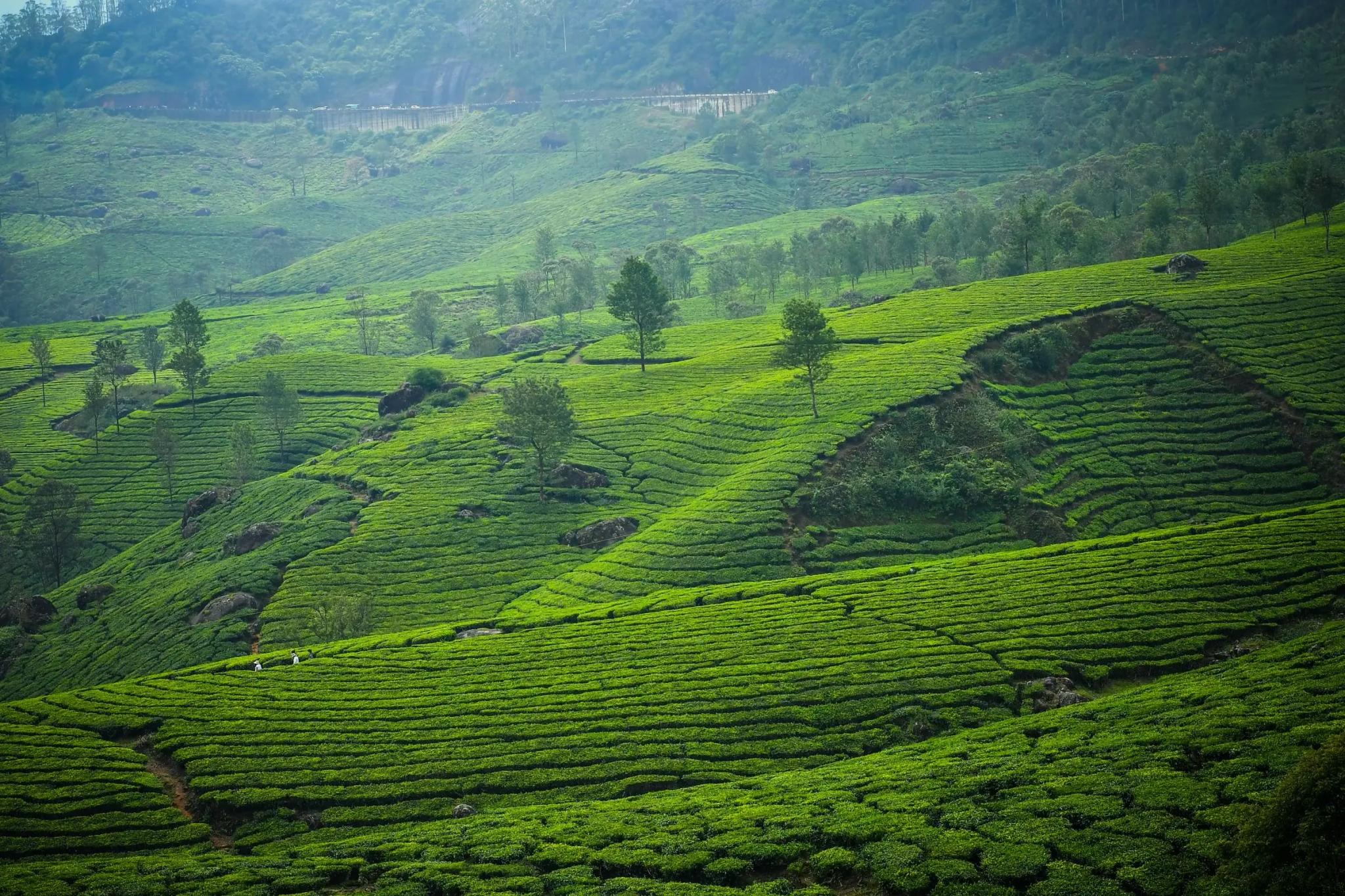 Tea plantations in Munnar