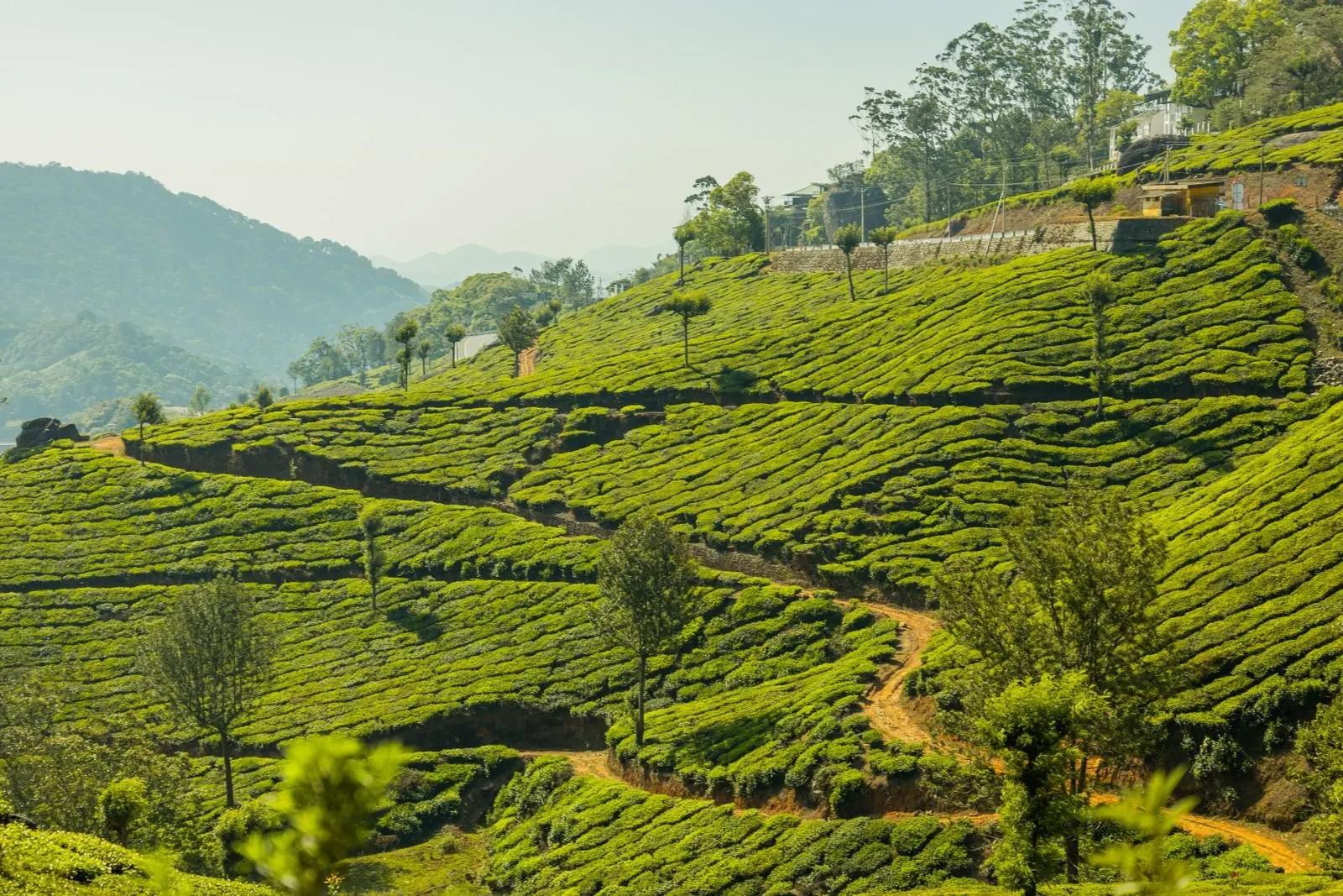 Rolling tea hills, Munnar